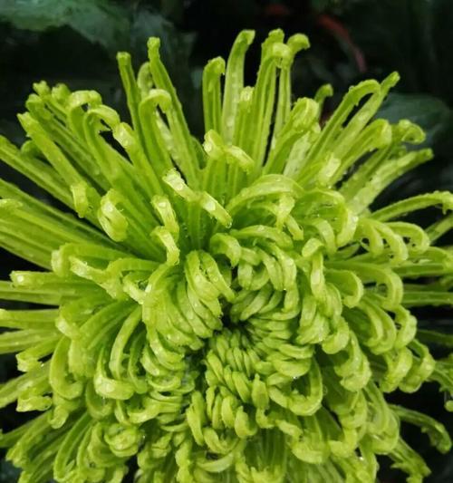 用菊花表达爱意，传递深情寓意（菊花花语与爱人之间的情感纽带）