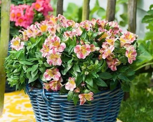 寄托心意，代表安慰的花（舒缓心灵的花海）