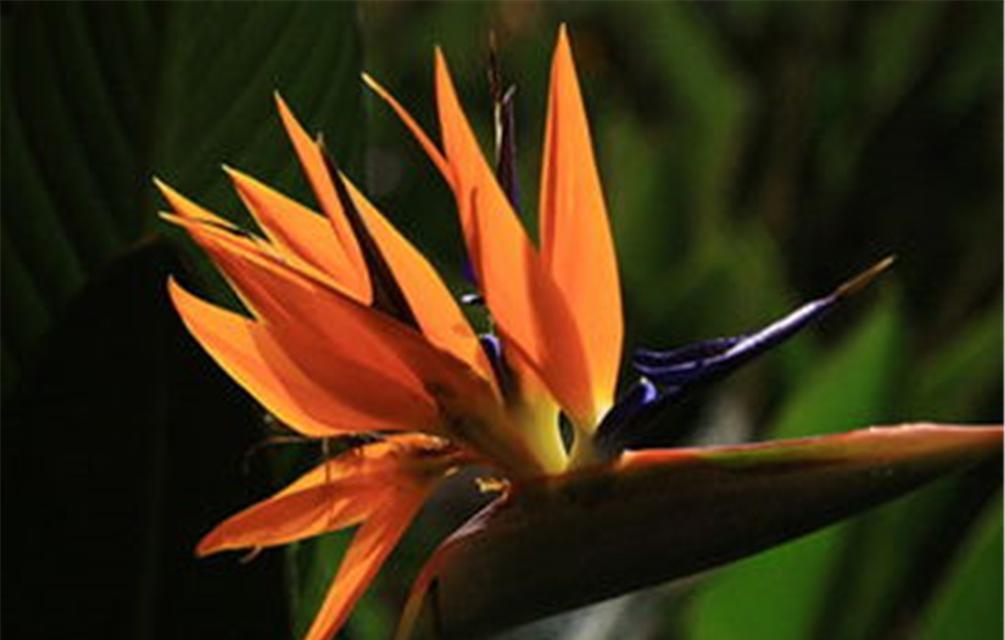 《探寻花海的奇妙世界》（与牵牛花共舞）