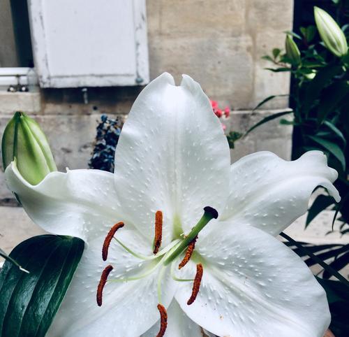 《探寻花海的奇妙世界》（与牵牛花共舞）