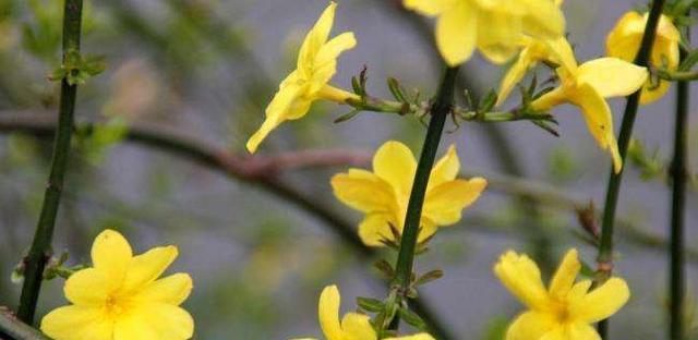 以迎春花的花语和代表意义（迎春花的美丽与喜庆）