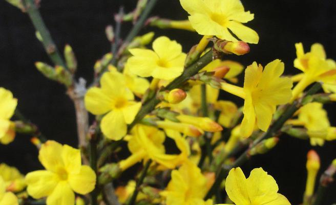 以迎春花的花语和代表意义（迎春花的美丽与喜庆）