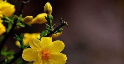 以迎春花的花语和代表意义（迎春花的美丽与喜庆）