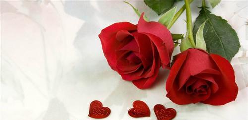 玫瑰花朵数的象征意义（探寻不同玫瑰花朵数背后的寓意）