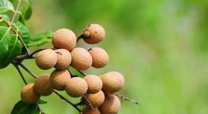 龙眼生肖传奇（龙眼背后的传说与象征意义）