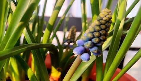 天使之花-百合的花语（百合花向我们传递的天使之爱）