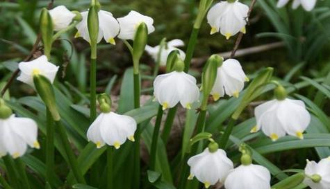天使之花-百合的花语（百合花向我们传递的天使之爱）