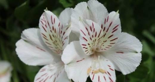 天使之花-百合的花语（百合花向我们传递的天使之爱）