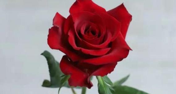 33朵玫瑰代表的花语是什么（揭秘33朵玫瑰的神秘含义）