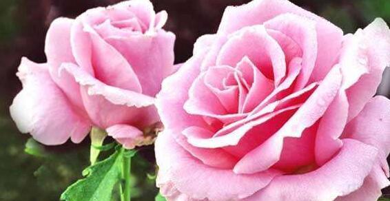 33朵玫瑰代表的花语是什么（揭秘33朵玫瑰的神秘含义）