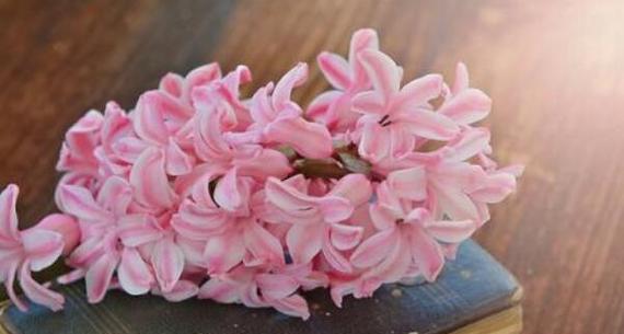 风信子的花语与传说故事（探寻风信子的神秘花语与美丽传说）