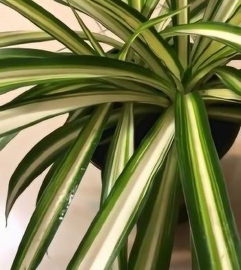 以象征坚韧不拔的植物为主题的文章（探寻自然世界中的力量之根）