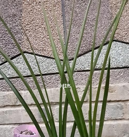 绿色惠兰花语（与大自然对话）