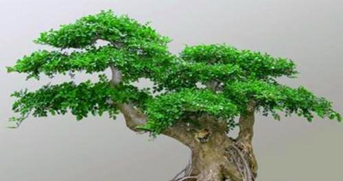 白蜡风水之福气无穷（揭秘白蜡的风水寓意及摆放位置）