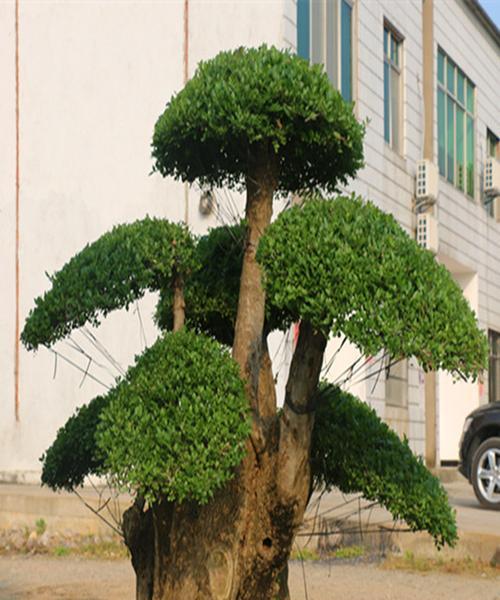 白蜡风水之福气无穷（揭秘白蜡的风水寓意及摆放位置）