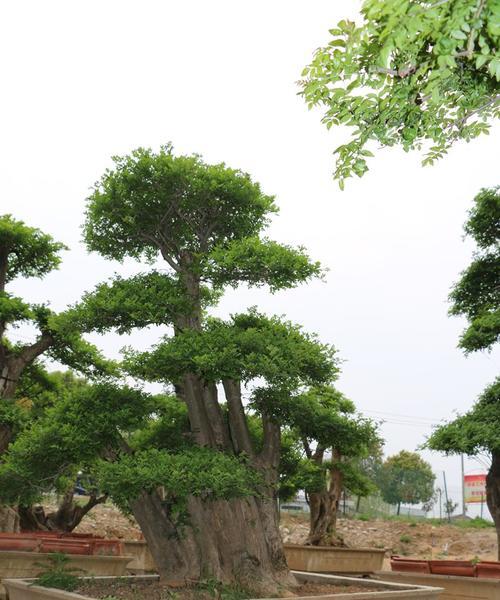 白蜡风水之福气无穷（揭秘白蜡的风水寓意及摆放位置）