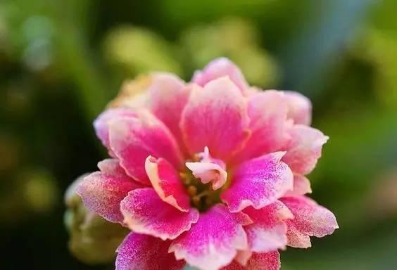 美丽花卉散发健康快乐的生命之光（探索花朵中传递的健康和快乐之道）