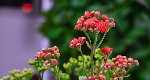 美丽花卉散发健康快乐的生命之光（探索花朵中传递的健康和快乐之道）