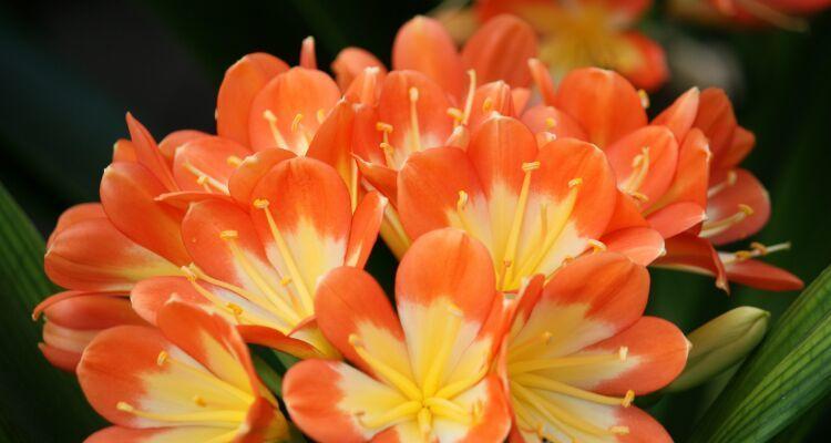 美丽花卉散发健康快乐的生命之光（探索花朵中传递的健康和快乐之道）