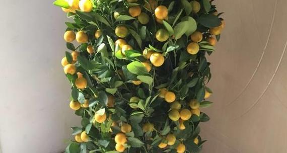 花朵象征财运的奥秘（探寻花朵如何影响财运的秘密）