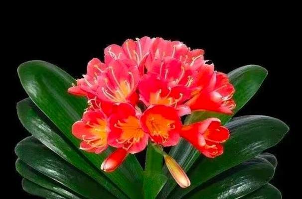 花朵象征财运的奥秘（探寻花朵如何影响财运的秘密）
