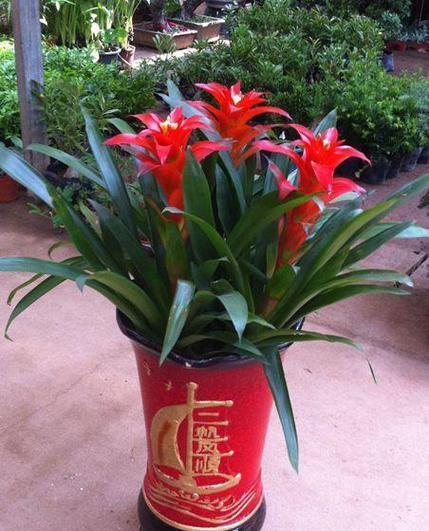 花朵象征财运的奥秘（探寻花朵如何影响财运的秘密）