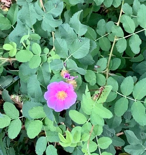 野蔷薇的象征意义及其美丽之谜（探寻野蔷薇背后的深层象征）