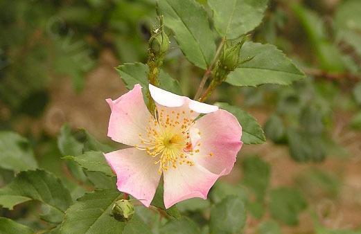 野蔷薇的象征意义及其美丽之谜（探寻野蔷薇背后的深层象征）