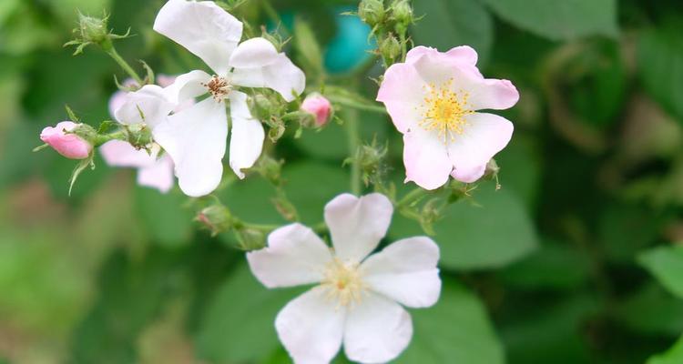 野蔷薇的象征意义及其美丽之谜（探寻野蔷薇背后的深层象征）