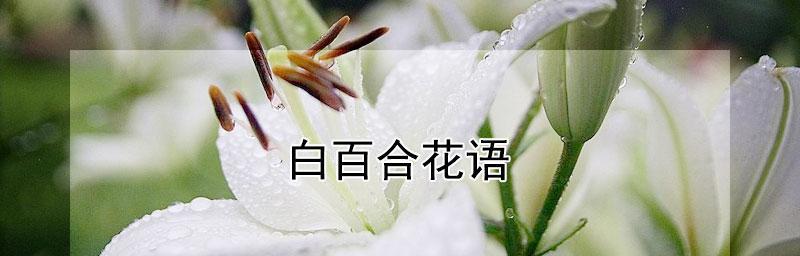 白百合的花语与意义（神圣纯洁的美丽之花——白百合）