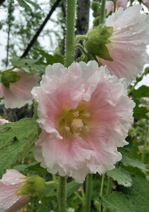 蜀葵（传承千年的花语之谜）