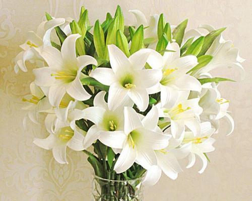 百合花语的意义及适合赠送的对象（善良美丽的百合）