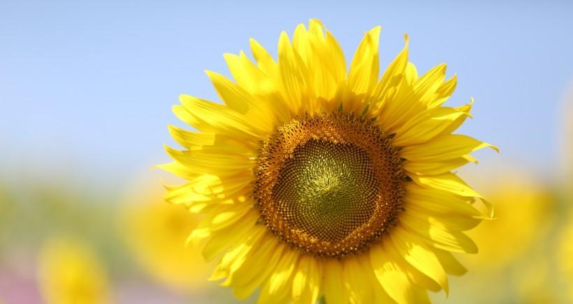 以向日葵代表什么生肖（揭秘生肖与向日葵的奇妙联系）