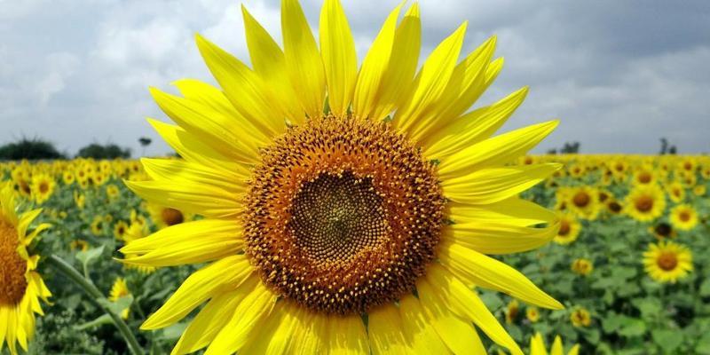 以向日葵代表什么生肖（揭秘生肖与向日葵的奇妙联系）