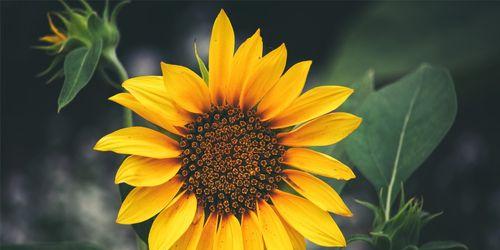 以向日葵代表什么生肖（揭秘生肖与向日葵的奇妙联系）