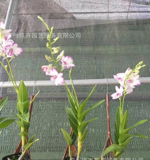 白石斛兰花语-珍贵的奇迹（探索白石斛兰的花语和神秘能力）
