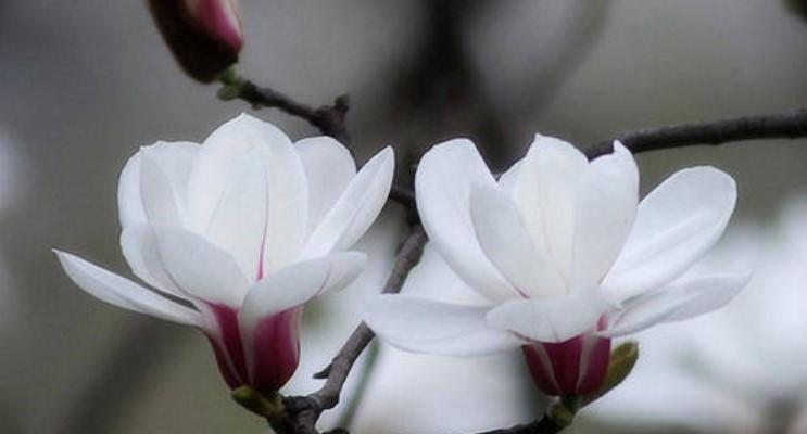 花语浪漫之思念花——以什么花的花语是想你了（挚爱如花开）