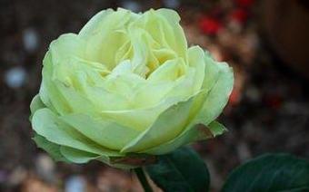 花语浪漫之思念花——以什么花的花语是想你了（挚爱如花开）