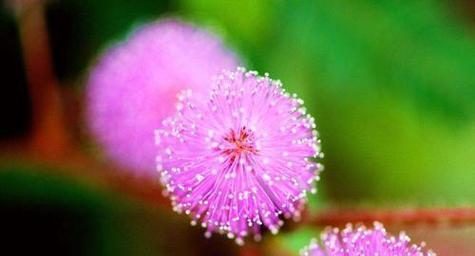 害羞的花（揭秘花语中的害羞花朵）