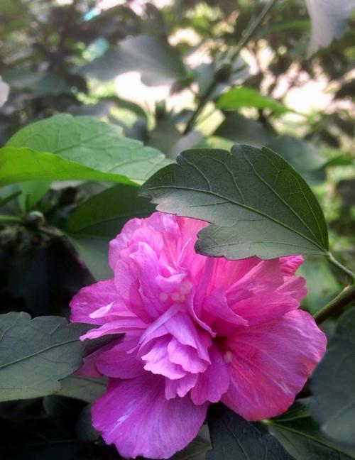 害羞的花（揭秘花语中的害羞花朵）