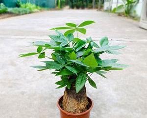 发财树的象征意义与寓意（揭秘发财树的财富象征和传说故事）