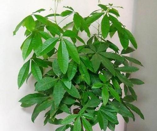 发财树的象征意义与寓意（揭秘发财树的财富象征和传说故事）