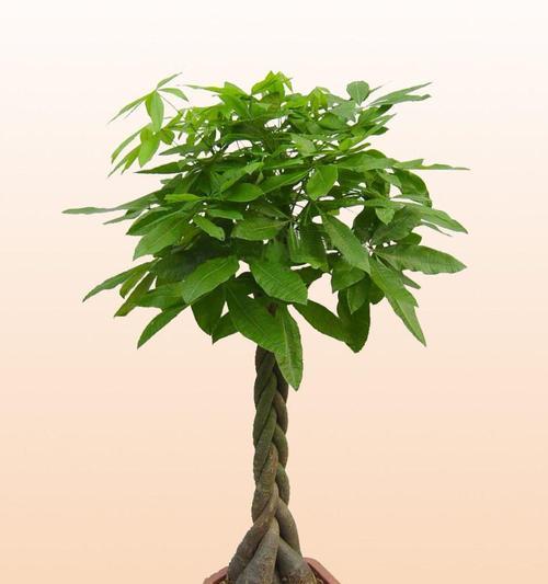 发财树的象征意义与寓意（揭秘发财树的财富象征和传说故事）
