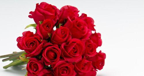 红玫瑰的象征意义（探索红玫瑰所代表的爱情）