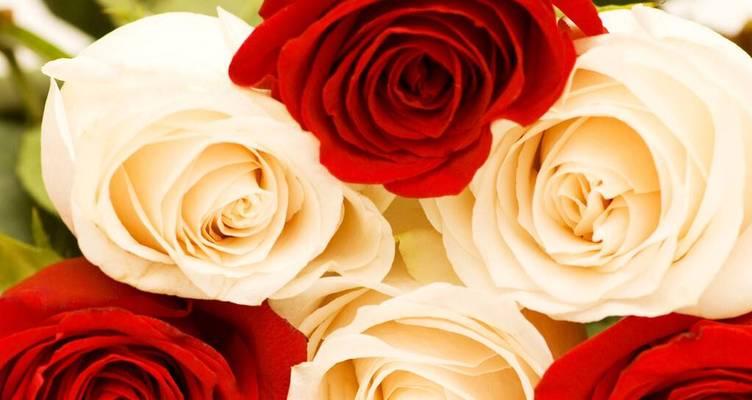 红玫瑰的象征意义（探索红玫瑰所代表的爱情）