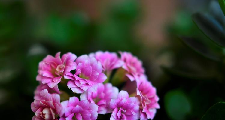 长寿花花语（探索植物世界中的长寿奇迹）