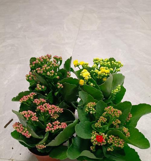 长寿花花语（探索植物世界中的长寿奇迹）