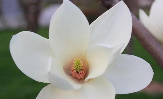 白玉兰（白玉兰的花语及代表意义）