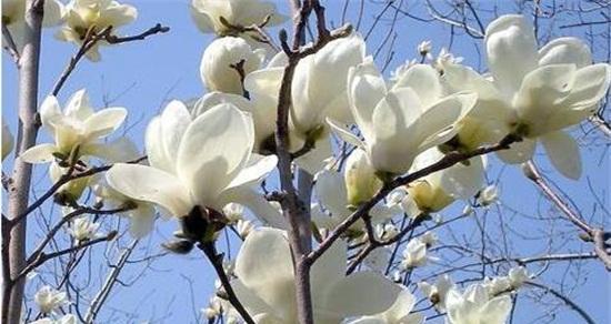 白玉兰（白玉兰的花语及代表意义）