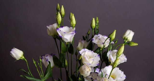 洋桔梗花语寓意大揭秘（洋桔梗花语的深层含义与象征）